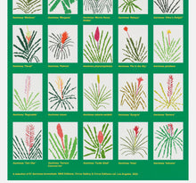 Load image into Gallery viewer, Jonas Wood - Aechmea Bromeliad