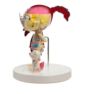 Takashi Murakami - POM & ME anatomical model