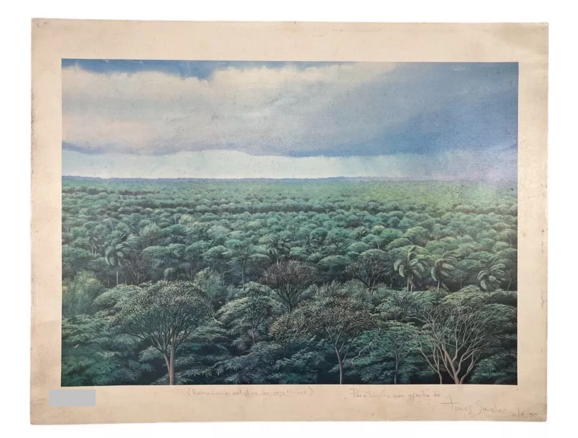 Tomás Sánchez - Untitled