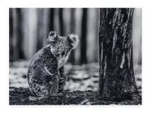 Load image into Gallery viewer, David Yarrow - Survivor (Koala Bear)
