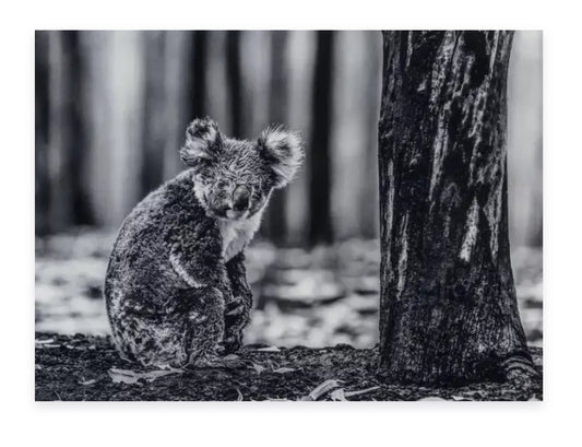 David Yarrow - Survivor (Koala Bear)