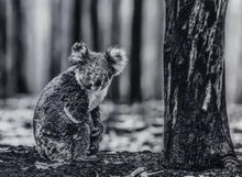 Load image into Gallery viewer, David Yarrow - Survivor (Koala Bear)
