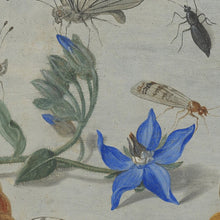 Load image into Gallery viewer, Jan van Kessel - Study of Insects, Flowers and Shells

