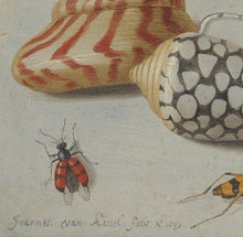Load image into Gallery viewer, Jan van Kessel - Study of Insects, Flowers and Shells
